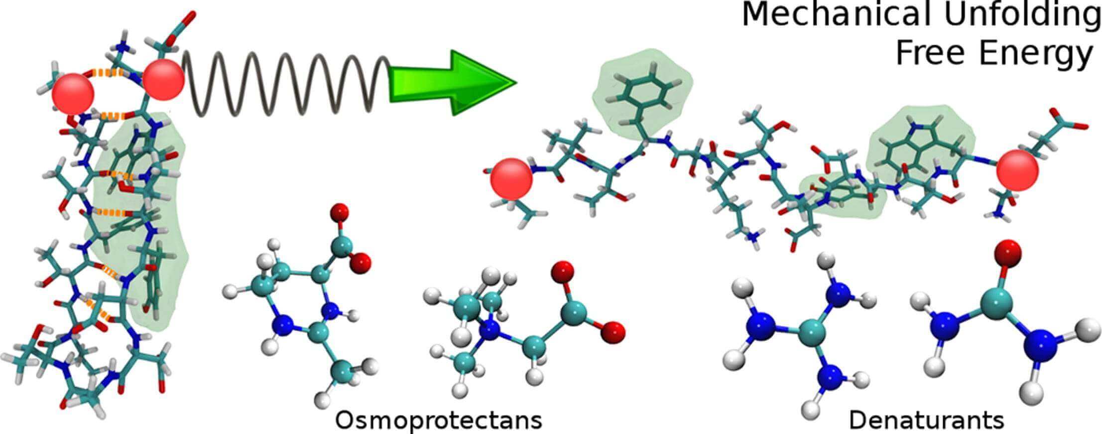Modelling the effect of osmolytes on peptide mechanical unfolding