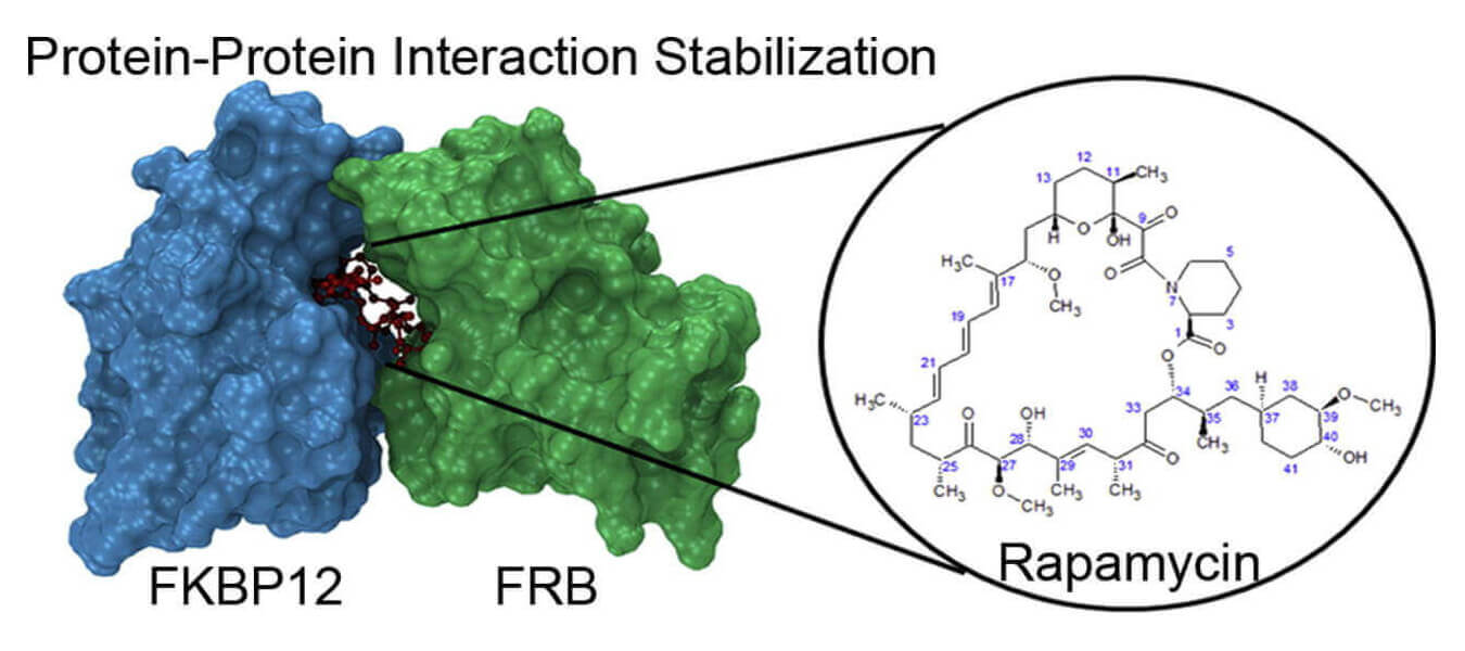 Molecular insights into the stabilization of protein–protein interactions with small molecule: The FKBP12–rapamycin–FRB case study